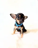 Maxwell, a male Chihuahua for sale in Sacramento, CA – Photo 5 of 5