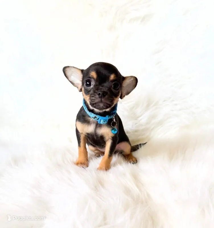 Maxwell – Chihuahua puppy for sale in Sacramento, CA