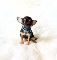 Maxwell, a male Chihuahua for sale in Sacramento, CA – Photo 1 of 5