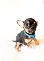 Maxwell, a male Chihuahua for sale in Sacramento, CA – Photo 2 of 5