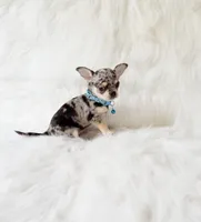 Tommy, a male Chihuahua for sale in Sacramento, CA – 6 of 10