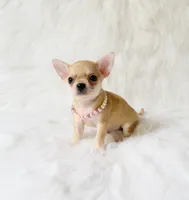 Marley, a male Chihuahua for sale in Sacramento, CA – 2 of 5