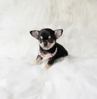 Tiny Sasha , a female Chihuahua for sale in Sacramento, CA – 3 of 5
