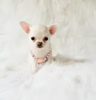 Liam, a male Chihuahua for sale in Sacramento, CA – 7 of 10