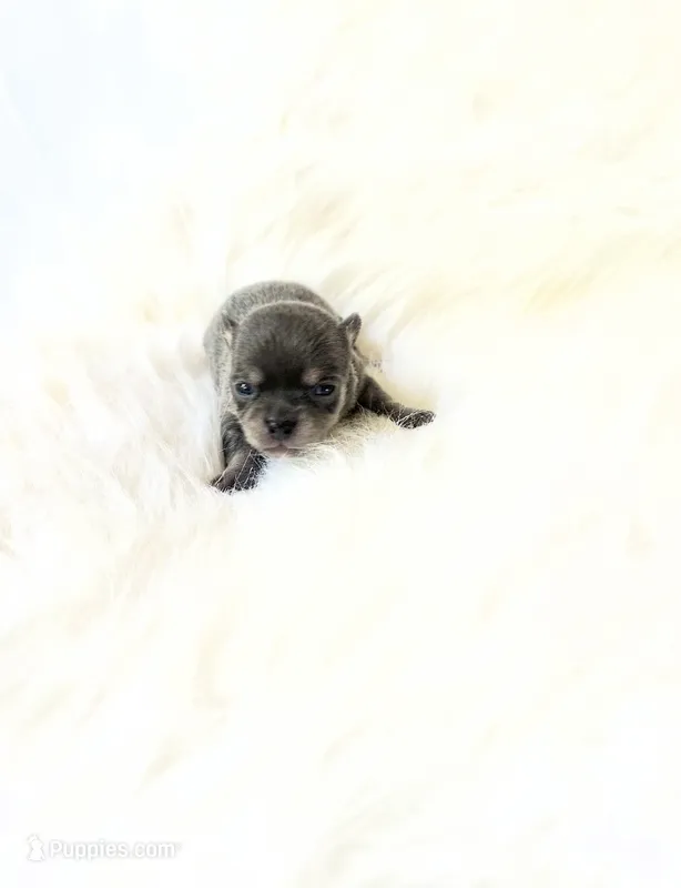 Tiny AKC Stormie – Chihuahua puppy for sale in Sacramento, CA