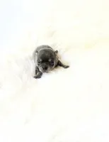 Tiny AKC Stormie, a male Chihuahua for sale in Sacramento, CA – 1 of 3