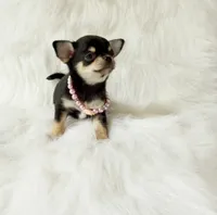 Tiny Sasha , a female Chihuahua for sale in Sacramento, CA – 2 of 5