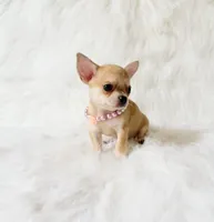 Marley, a male Chihuahua for sale in Sacramento, CA – 5 of 5