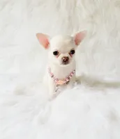 Liam, a male Chihuahua for sale in Sacramento, CA – 9 of 10