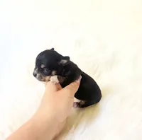 AKC Riley, a female Chihuahua for sale in Sacramento, CA – 3 of 3