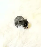 AKC Bluey, a male Chihuahua for sale in Sacramento, CA – 2 of 4