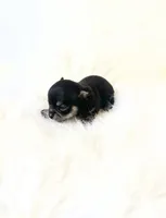 Tiny AKC Zack, a male Chihuahua for sale in Sacramento, CA – 3 of 3