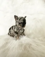 processed/f513806b-f8fe-4371-8081-d655f8959e64/listing/bcccc188-c678-4ee3-9325-d62f98fe622b/deb5f735-d6fd-4521-b75b-4176852b59cc