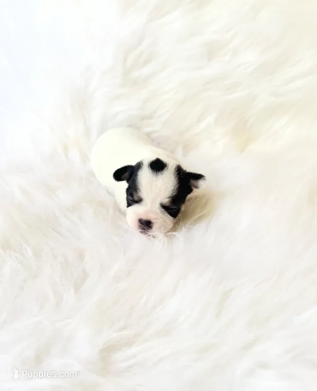 AKC Ladybug – Chihuahua puppy for sale in Sacramento, CA