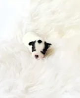 AKC Ladybug, a female Chihuahua for sale in Sacramento, CA – 1 of 5