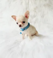 Louie, a male Chihuahua for sale in Sacramento, CA – 4 of 10
