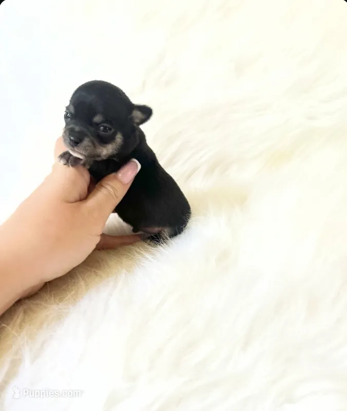 Tiny AKC Zack – Chihuahua puppy for sale in Sacramento, CA