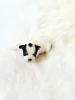 AKC Ladybug, a female Chihuahua for sale in Sacramento, CA – 3 of 5