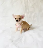 Marley, a male Chihuahua for sale in Sacramento, CA – 4 of 5