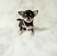 Tiny Sasha , a female Chihuahua for sale in Sacramento, CA – 4 of 5