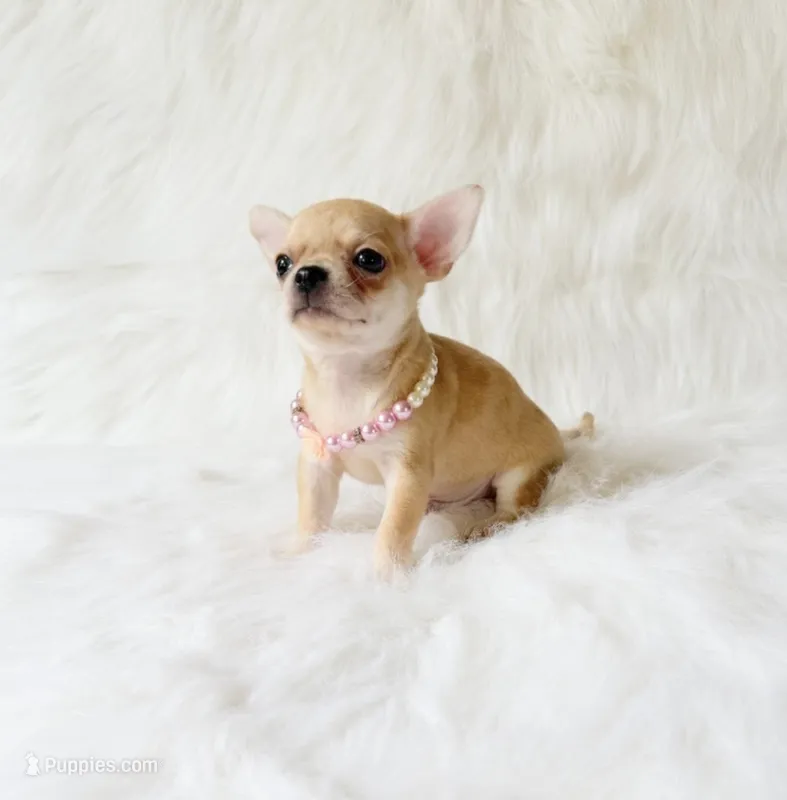Marley – Chihuahua puppy for sale in Sacramento, CA
