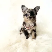 Honey, a female Chihuahua for sale in Sacramento, CA – Photo 6 of 10