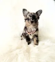 Honey, a female Chihuahua for sale in Sacramento, CA – Photo 6 of 10