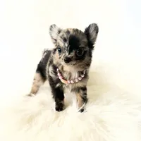 Honey, a female Chihuahua for sale in Sacramento, CA – Photo 4 of 10