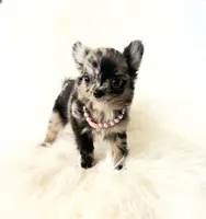 Honey, a female Chihuahua for sale in Sacramento, CA – Photo 4 of 10