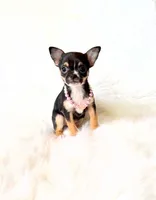 Kitty, a female Chihuahua for sale in Sacramento, CA – Photo 10 of 10