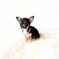 Kitty, a female Chihuahua for sale in Sacramento, CA – Photo 6 of 10