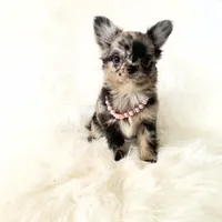 Honey, a female Chihuahua for sale in Sacramento, CA – Photo 7 of 10