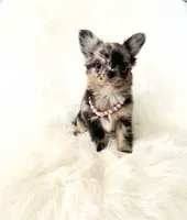 Honey, a female Chihuahua for sale in Sacramento, CA – Photo 7 of 10