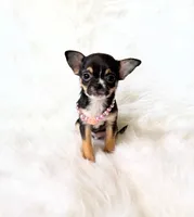 Kitty, a female Chihuahua for sale in Sacramento, CA – Photo 5 of 10