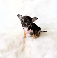 Kitty, a female Chihuahua for sale in Sacramento, CA – Photo 3 of 10