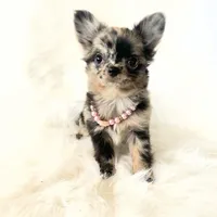 Honey, a female Chihuahua for sale in Sacramento, CA – Photo 1 of 10