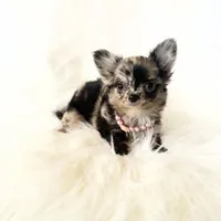 Honey, a female Chihuahua for sale in Sacramento, CA – Photo 3 of 10