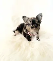 Honey, a female Chihuahua for sale in Sacramento, CA – Photo 3 of 10