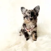 Honey, a female Chihuahua for sale in Sacramento, CA – Photo 2 of 10