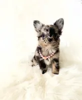 Honey, a female Chihuahua for sale in Sacramento, CA – Photo 2 of 10