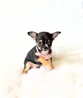 Kitty, a female Chihuahua for sale in Sacramento, CA – Photo 9 of 10