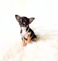 Kitty, a female Chihuahua for sale in Sacramento, CA – Photo 8 of 10