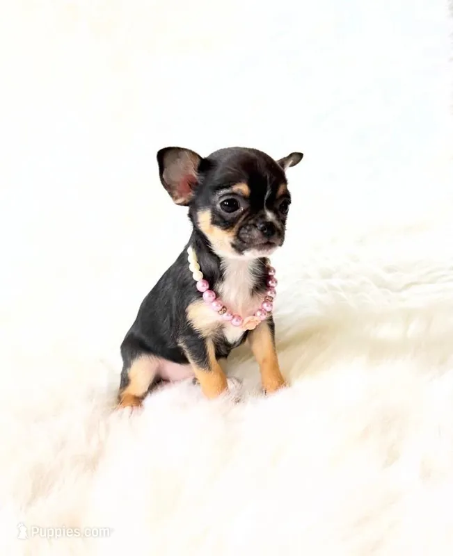 Kitty – Chihuahua puppy for sale in Sacramento, CA