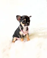Kitty, a female Chihuahua for sale in Sacramento, CA – Photo 1 of 10
