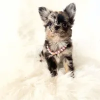 Honey, a female Chihuahua for sale in Sacramento, CA – Photo 9 of 10