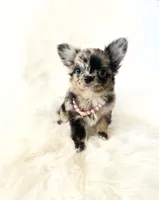 Honey, a female Chihuahua for sale in Sacramento, CA – Photo 10 of 10