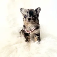 Honey, a female Chihuahua for sale in Sacramento, CA – Photo 5 of 10