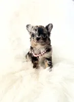 Honey, a female Chihuahua for sale in Sacramento, CA – Photo 5 of 10