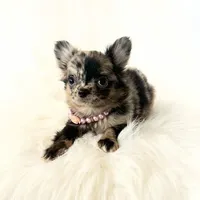 Honey, a female Chihuahua for sale in Sacramento, CA – Photo 8 of 10