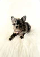 Honey, a female Chihuahua for sale in Sacramento, CA – Photo 8 of 10